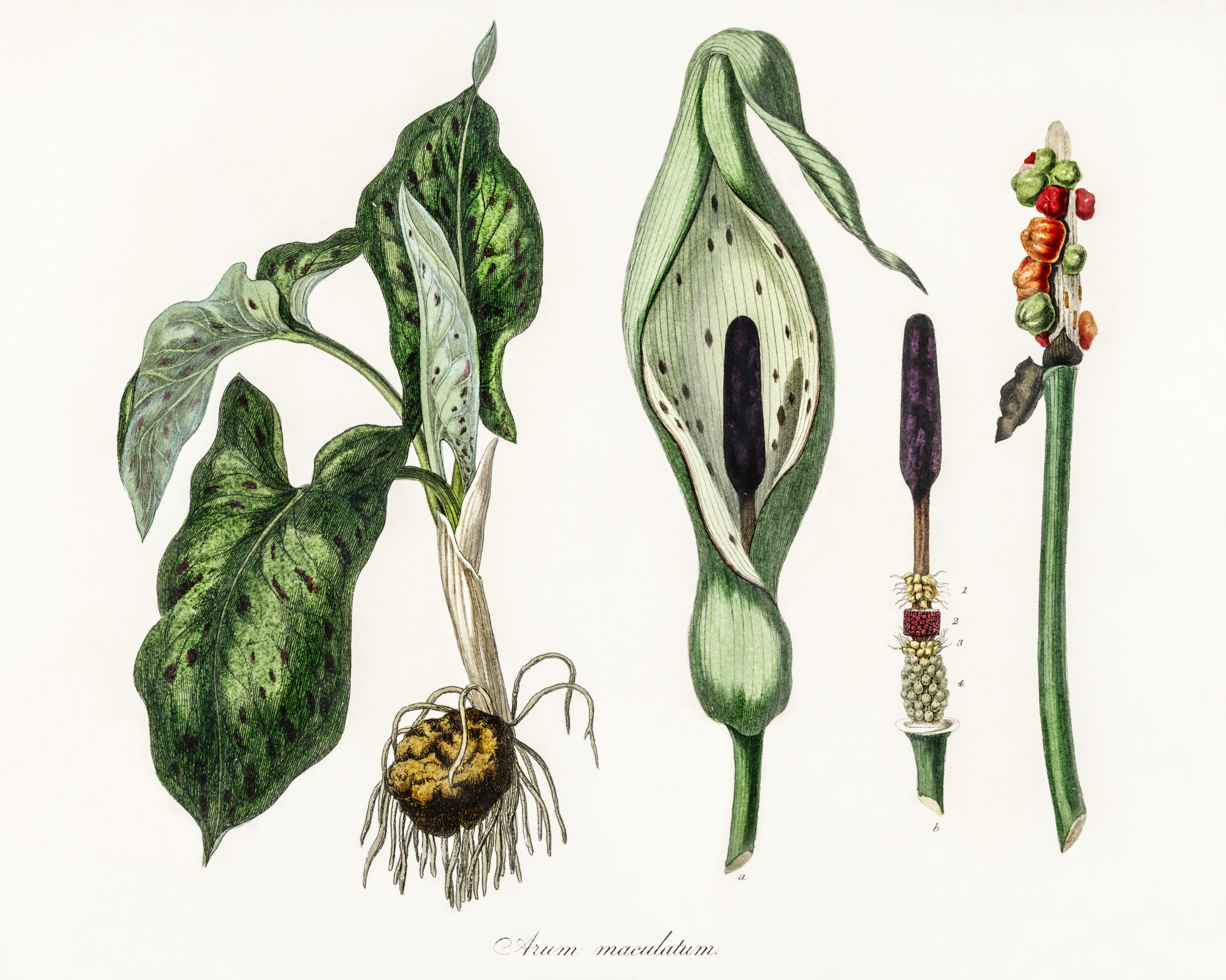 arum maculatum, l'arum tacheté