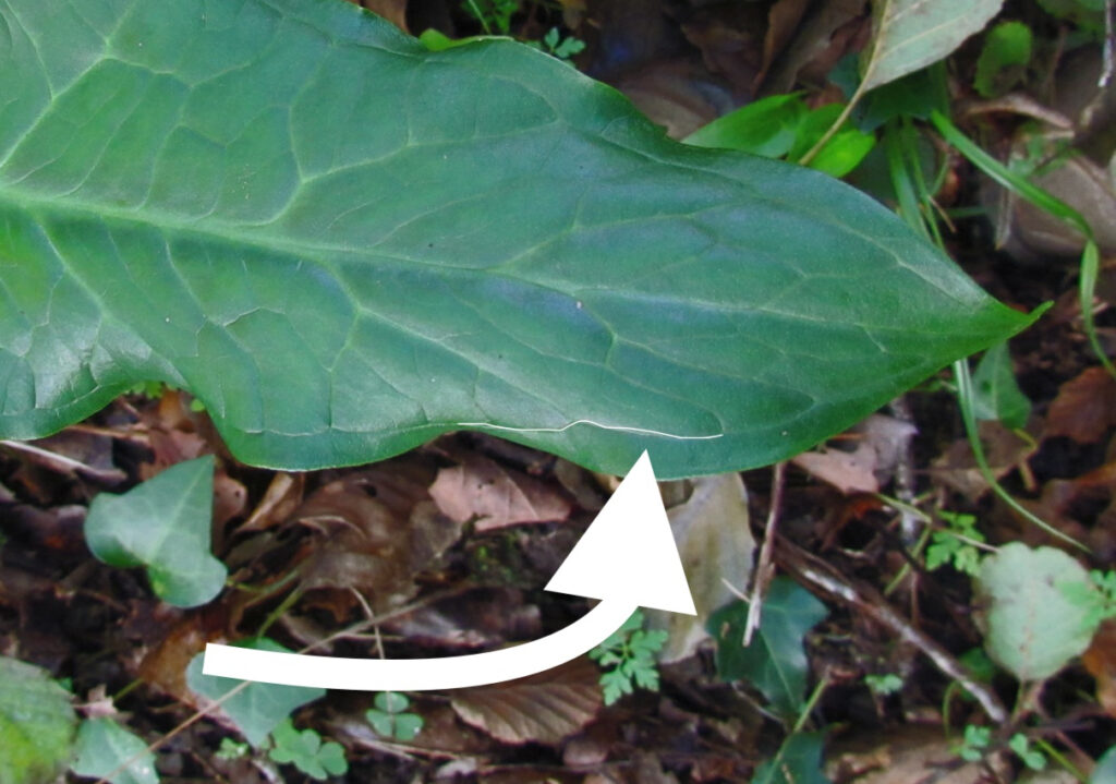 nervure arum tacheté