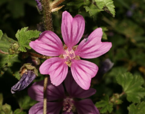 grande mauve riche en calcium