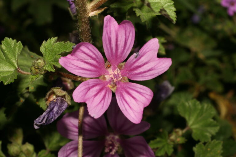 grande mauve riche en calcium