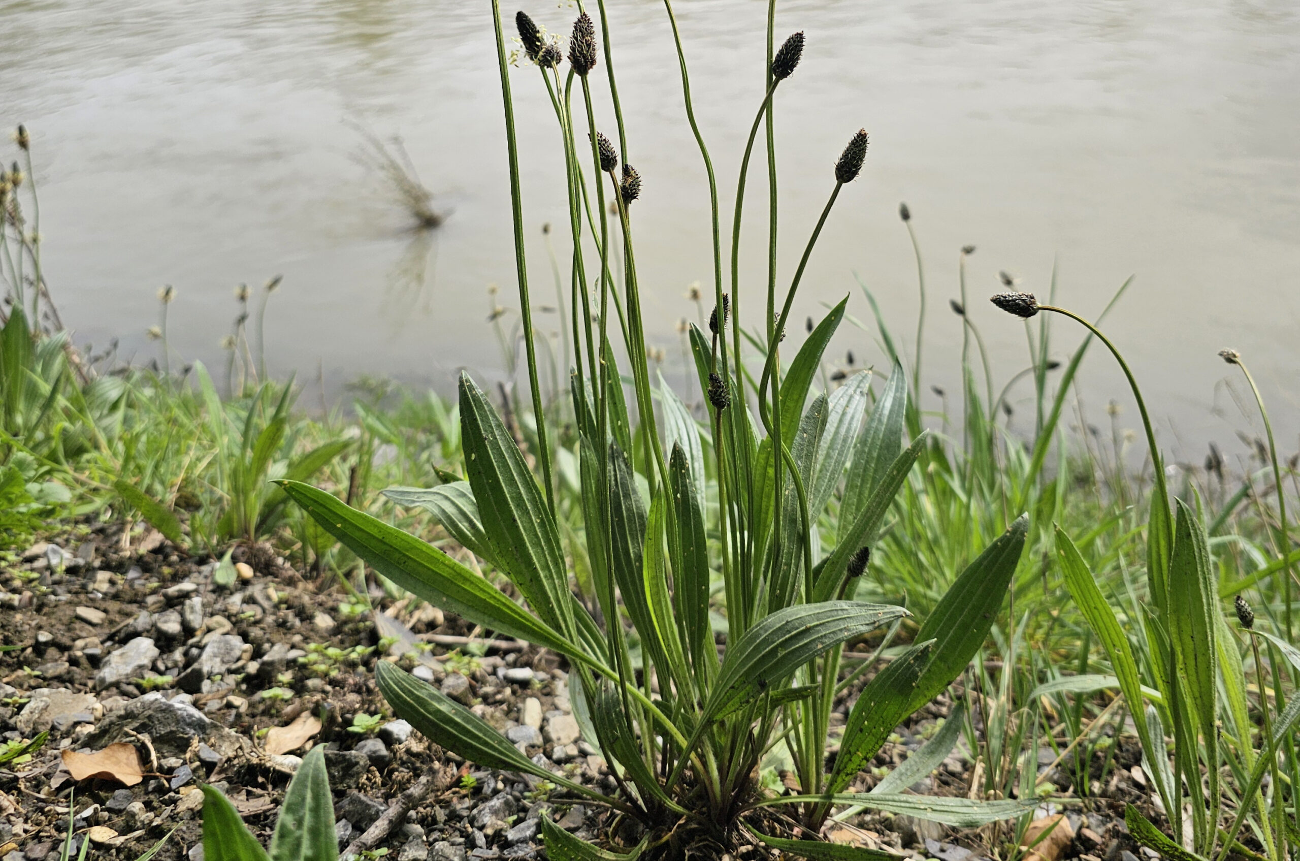 Les plantains sont comestibles
