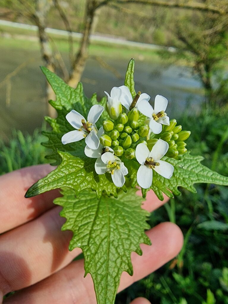fleurs de l'alliaire, une plante de la famille des Brassicacées