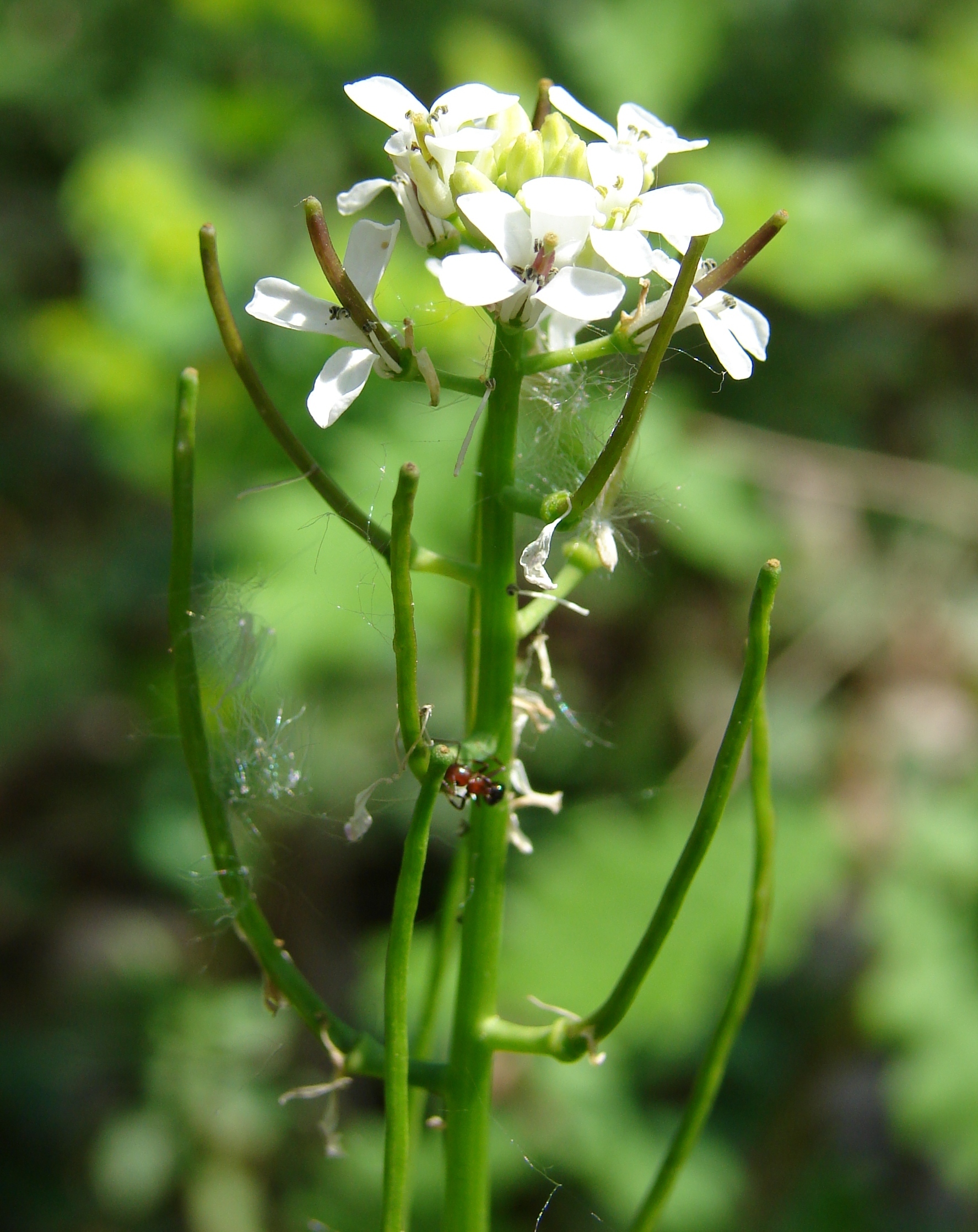 La silique est le fruit de l'alliaire officinale.