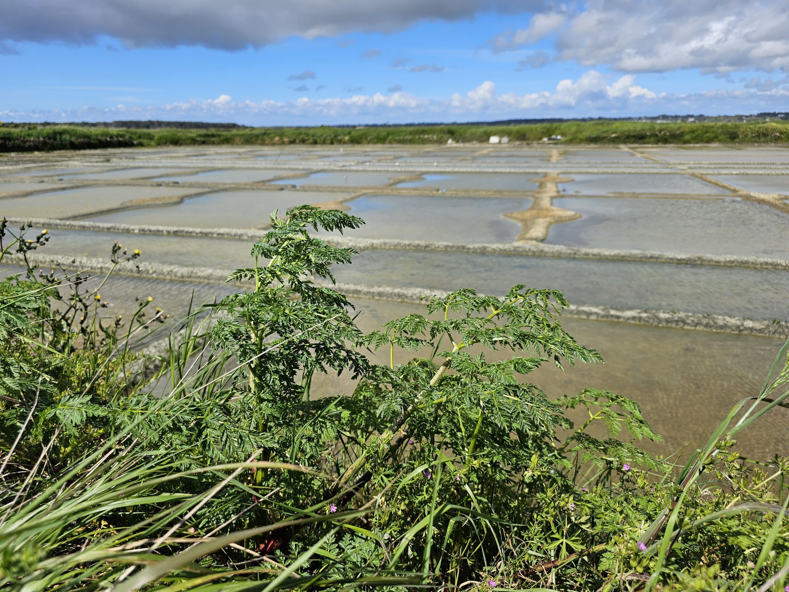 Étudier les familles botaniques pour reconnaître rapidement les plantes...