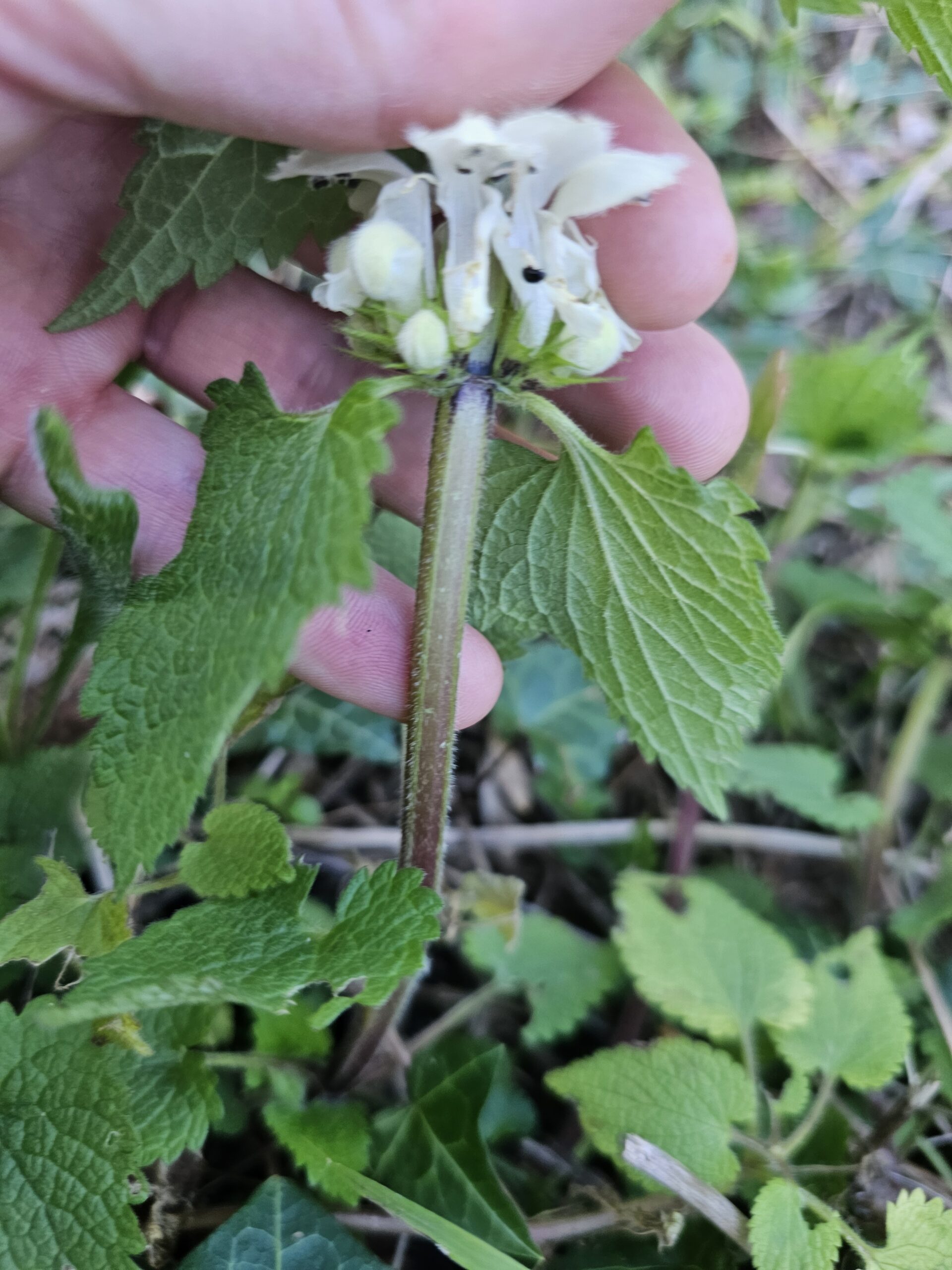 Tige carrée du lamier blanc