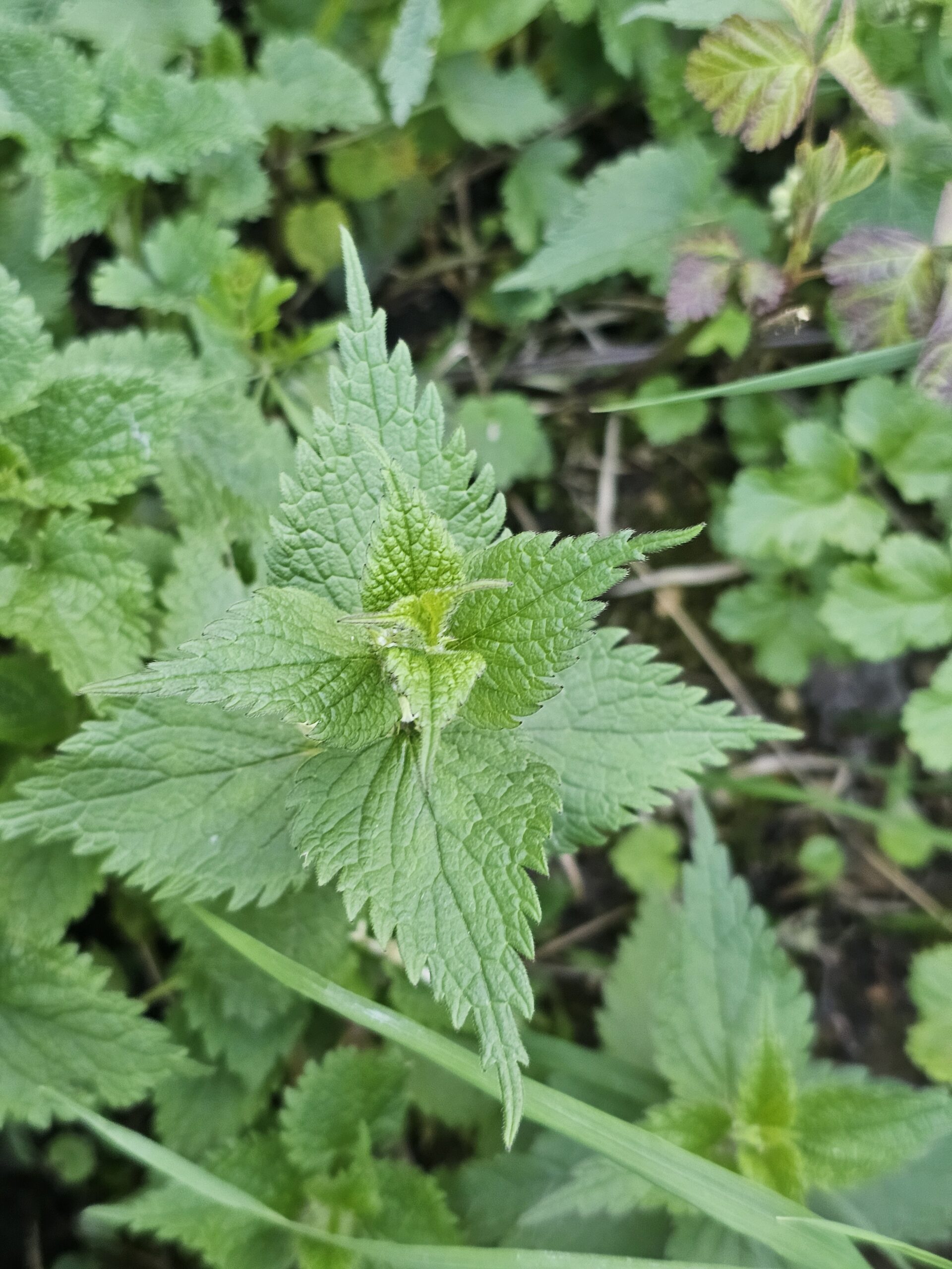 Disposition des feuilles du lamier blanc