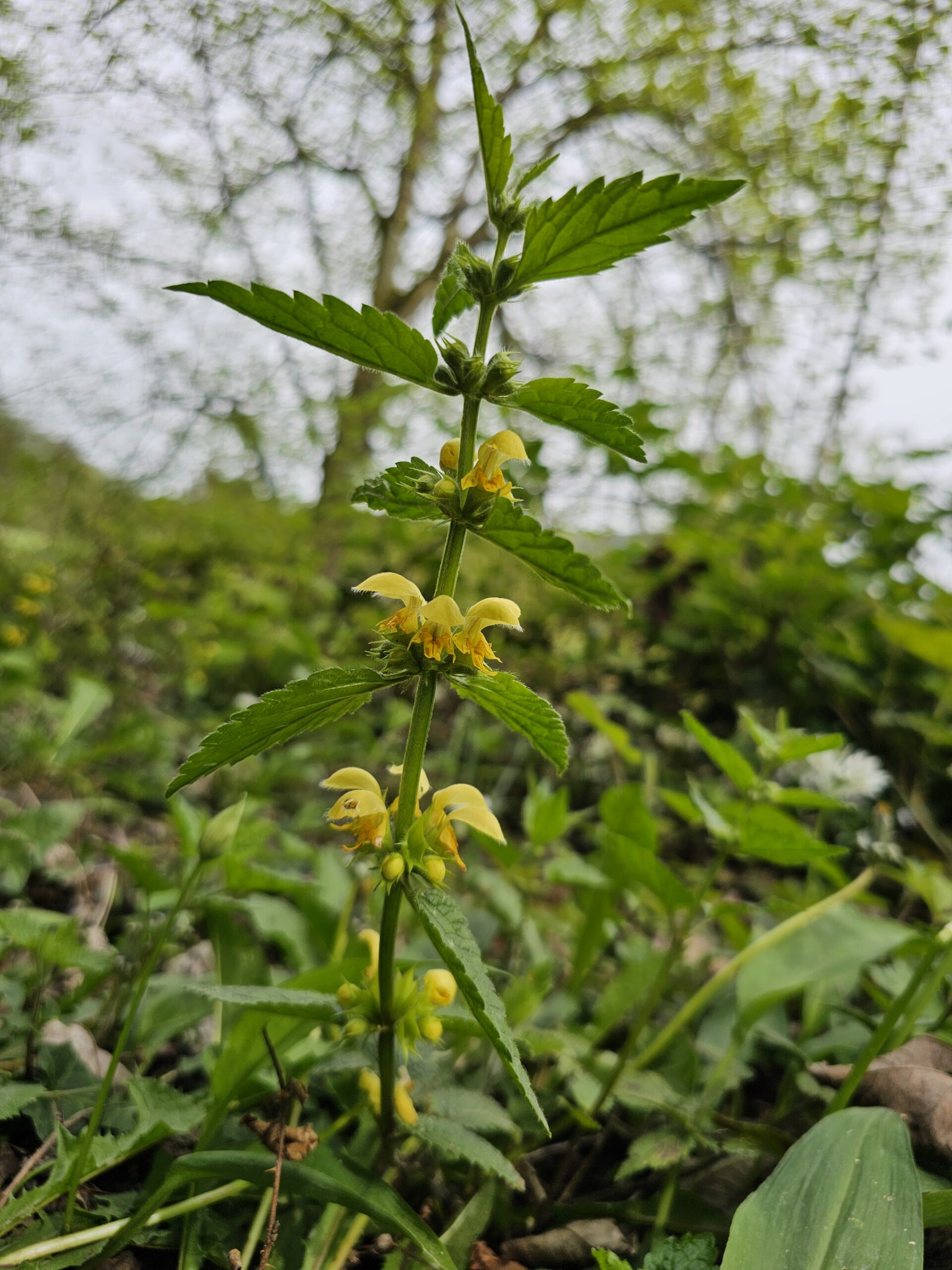 Tige carrée du lamier jaune