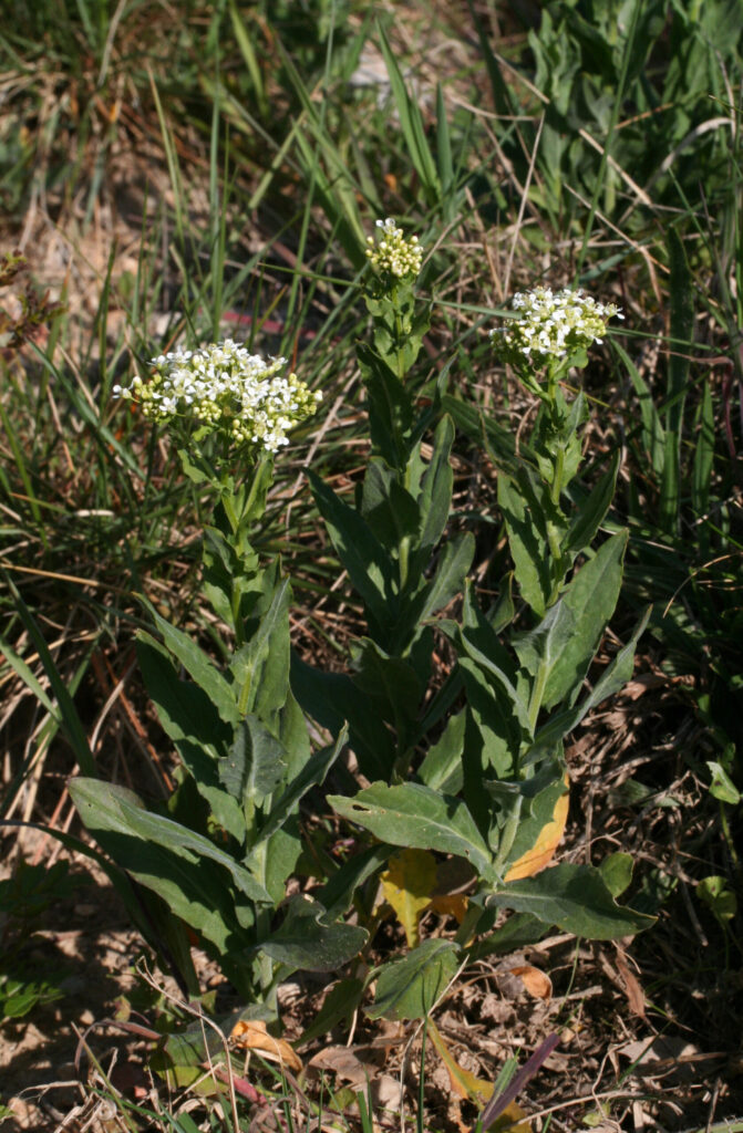 Le brocoli sauvage - Lepidium draba, une brassicacée