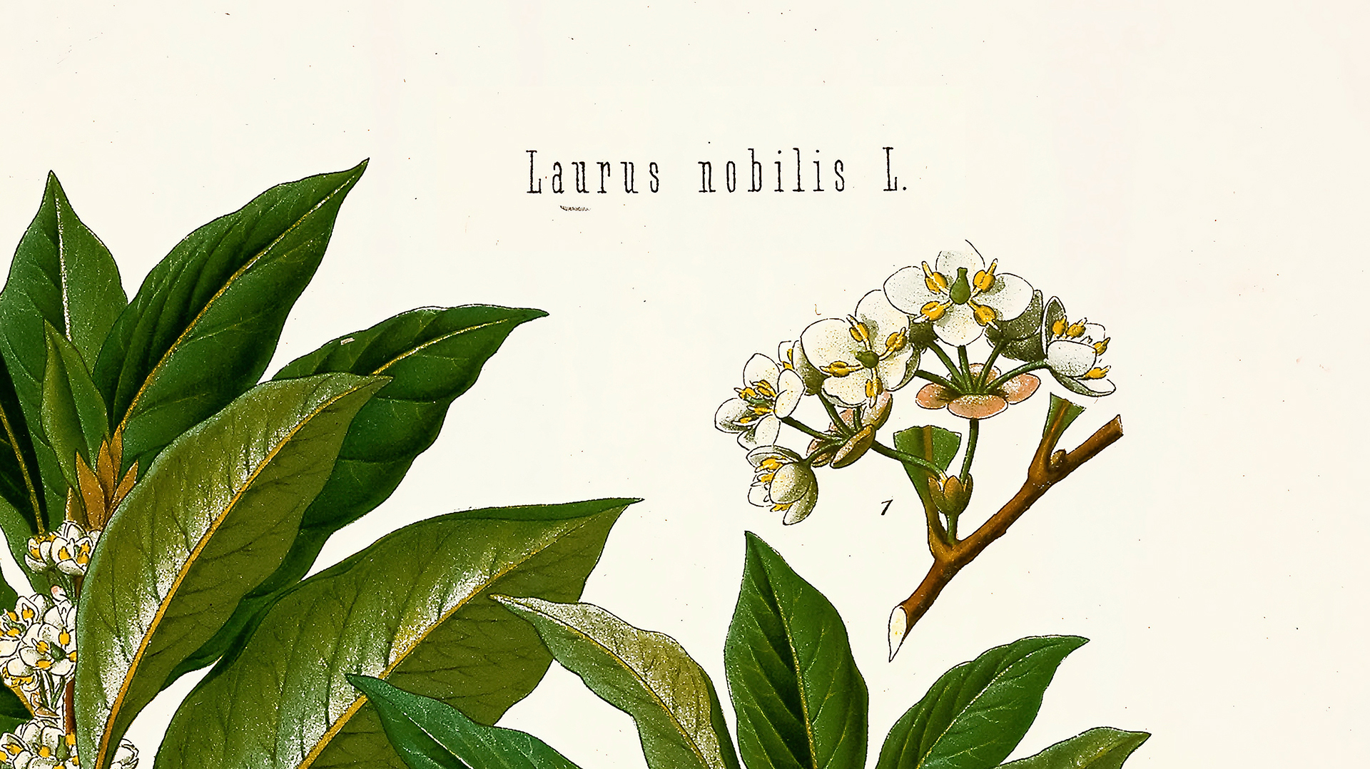 Pourquoi utiliser le nom latin des plantes