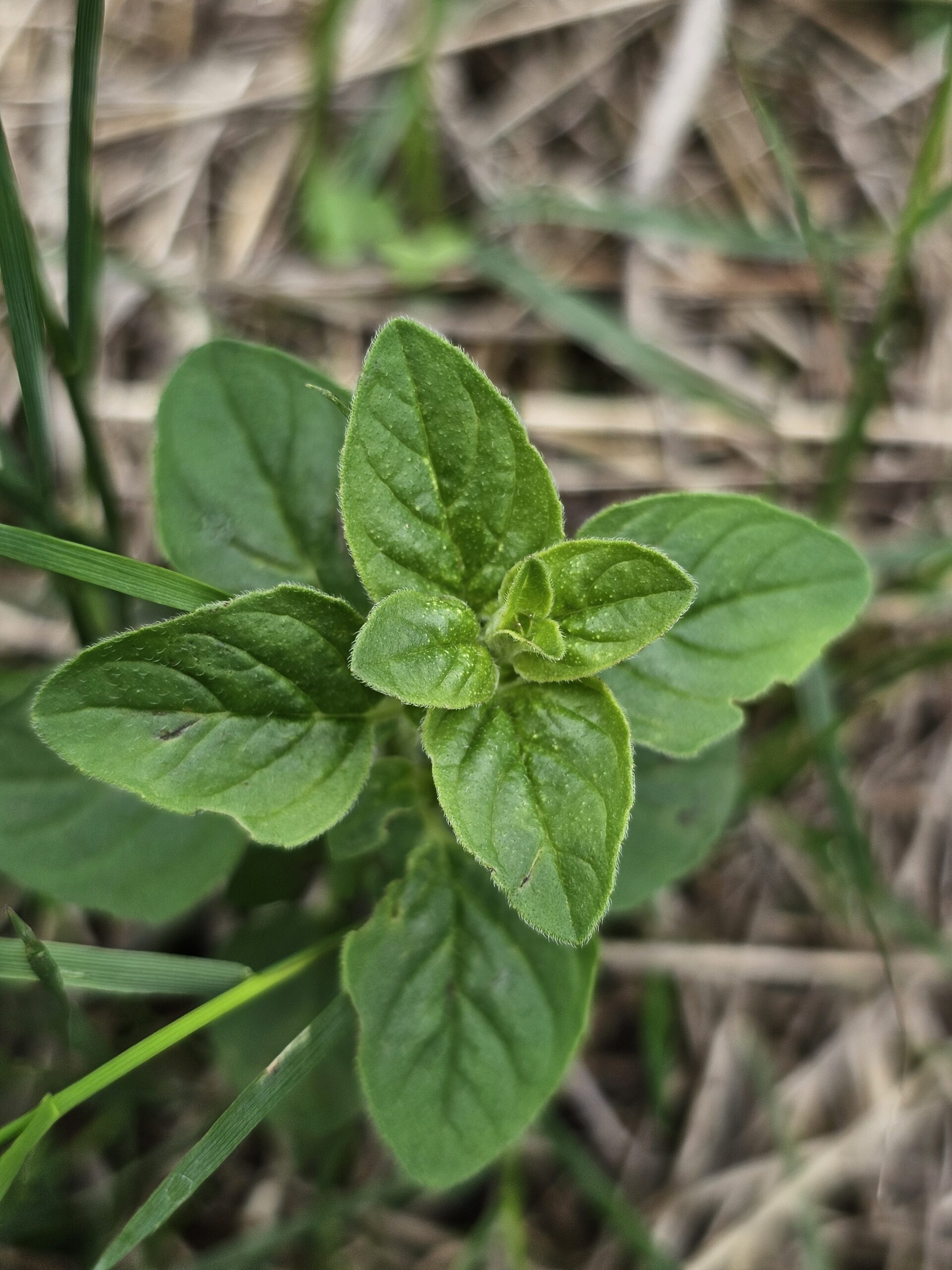 Disposition des feuilles de l'origan commun.