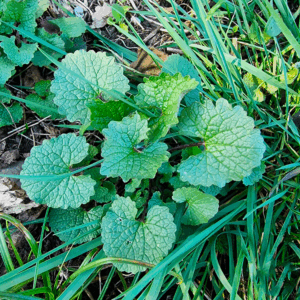 Feuilles simples de l'alliaire officinale (Alliaria petiolata)
