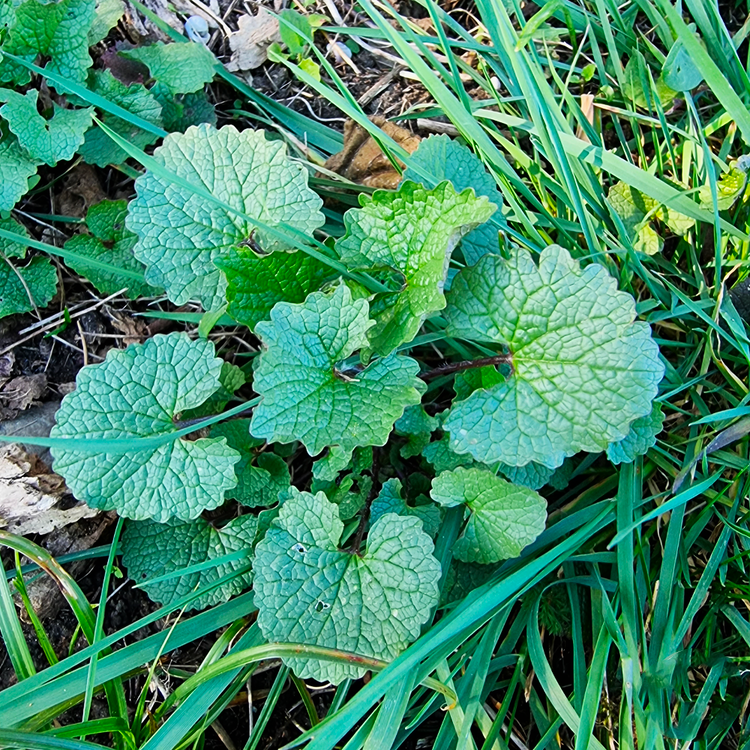 Feuilles simples de l'alliaire officinale (Alliaria petiolata)