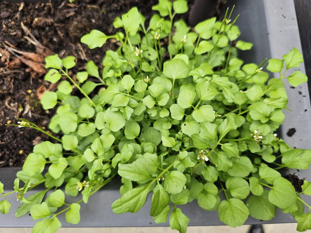 cardamine hirsute dans une jardinière