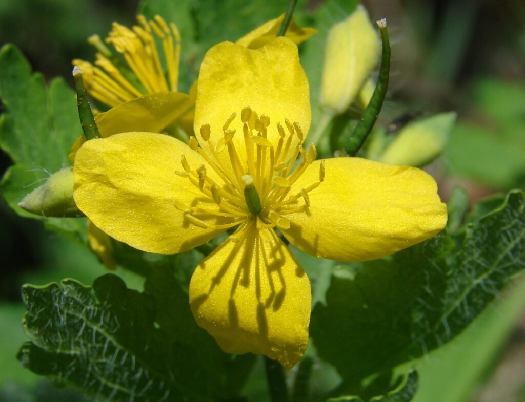 la chélidoine dispose de nombreuses étamines, contrairement aux plantes de la famille des Brassicacées