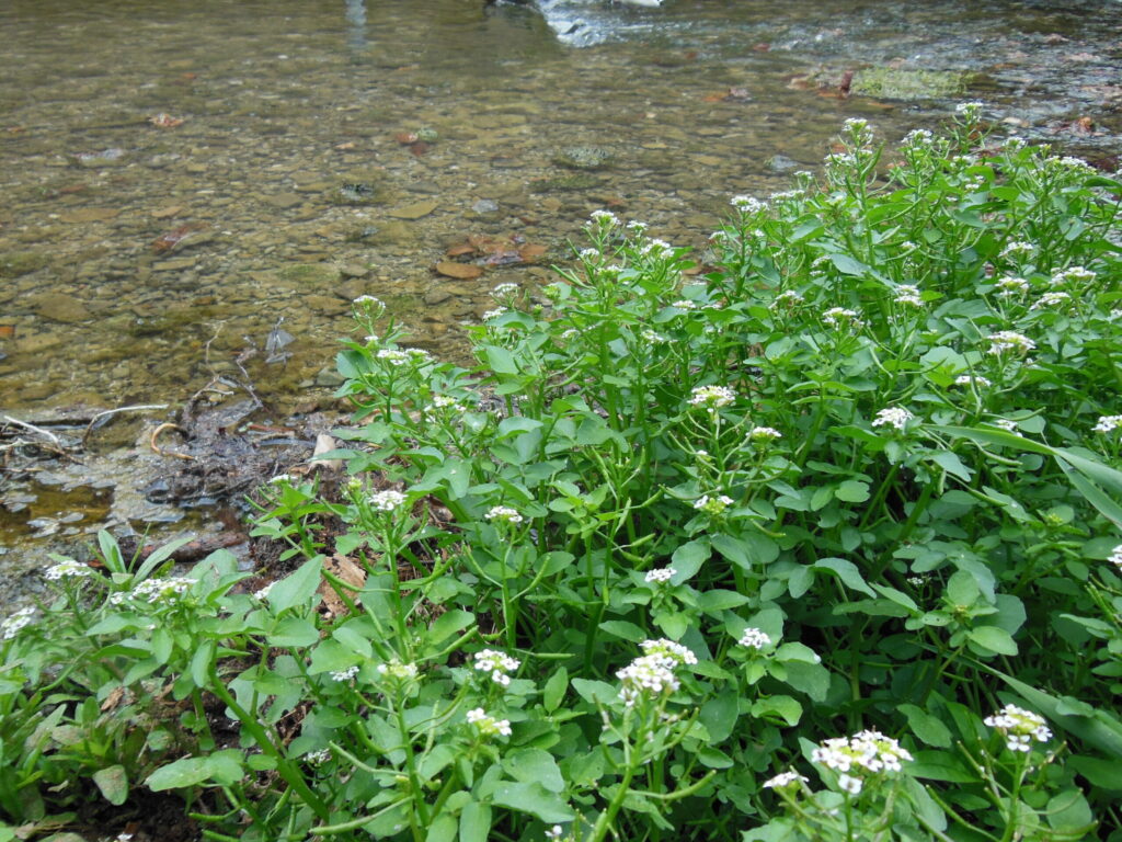 le cresson des fontaines est une brassicacée