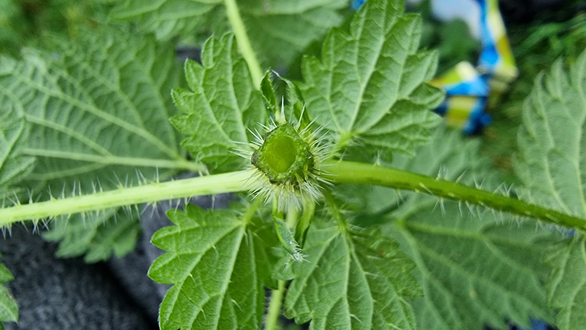 Tige quadrangulaire de la grande ortie.