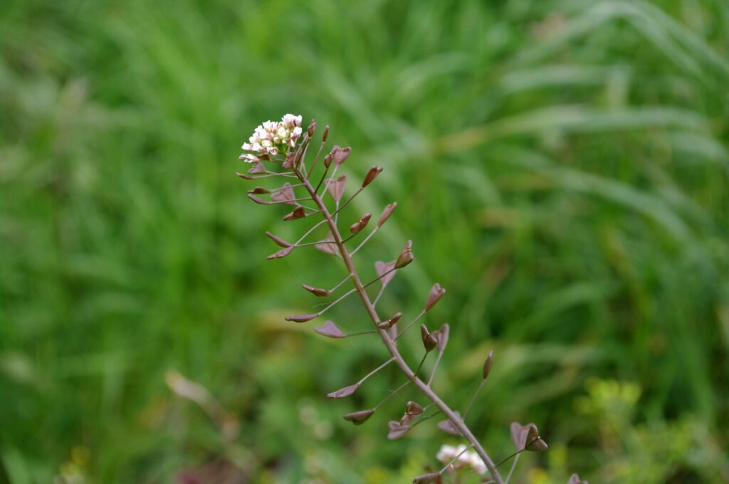 Fruits de la bourse à pasteur